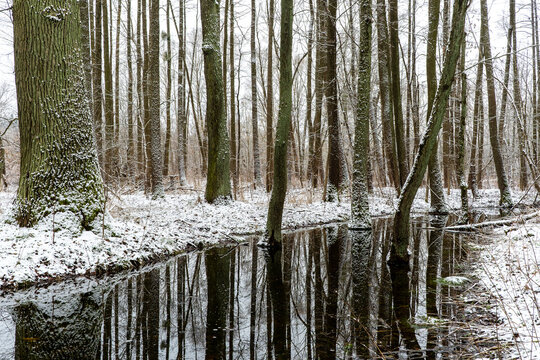 A river flowing through the forest, Bialowieza Forest, poland - Powered by Adobe
