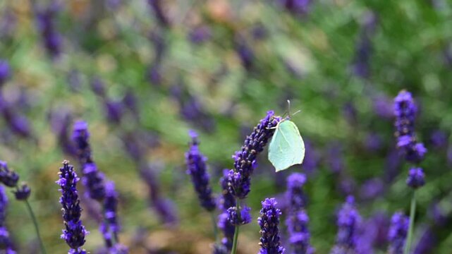 Cleopatra butterfly (Gonepteryx cleopatra) sitting on blossoming lavender in the Provence in France during a sunny summer day. Slow motion clip.