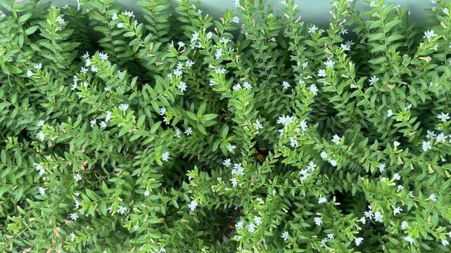Dense Green Shrub Background with Small White Cuphea Hyssopifolia Flowers.