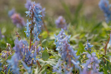 春の野原に咲くカワイイ青色の花　エゾエンゴサク
