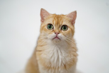 Orange tabby cat with striking green eyes, looking directly at the camera against a plain white background, showcasing curiosity and charm in pet photography