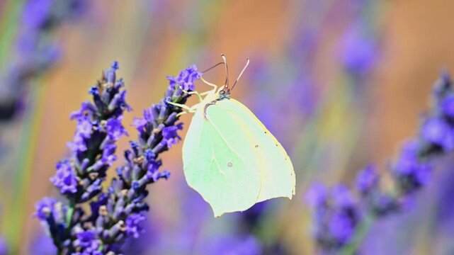 Cleopatra butterfly (Gonepteryx cleopatra) sitting on blossoming lavender in the Provence in France during a sunny summer day. Slow motion clip.