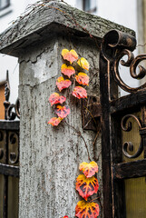 Fototapete bei efototapeten.de bestellen   