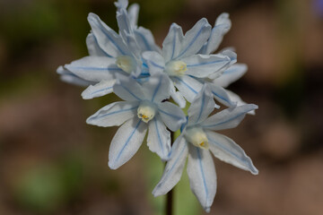 春の庭に咲く白い可愛い花　プスキニア
