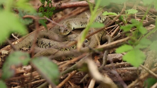 Grass snack flicking tongue in 4K