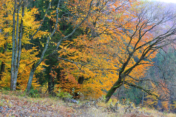nice autumn trees in mountains