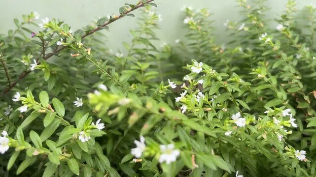 Dense Green Shrub Background with Small White Cuphea Hyssopifolia Flowers.