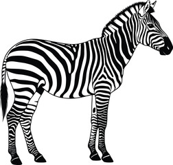 Detailed Zebra Silhouette Illustration &ndash; Isolated on Transparent Background Black and White Wildlife Vector Design