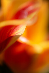 Beautiful close-up of colorful flower petals showcasing vibrant red and yellow shades, capturing nature's detail in soft focus