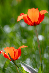 Two vibrant red and orange tulips blooming in spring garden