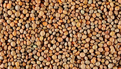 Closeup brown uncooked lentils pile background and texture, top view