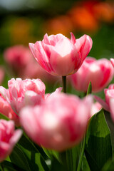 Pink tulips (Tulipa) blooming in a beautiful spring garden