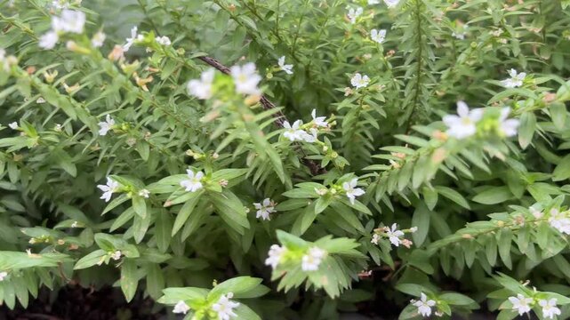 Dense Green Shrub Background with Small White Cuphea Hyssopifolia Flowers.
