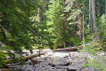 Shaded forest creek with rocks, driftwood, and dense evergreens in Mount Rainier National Park, capturing a peaceful Pacific Northwest woodland scene.