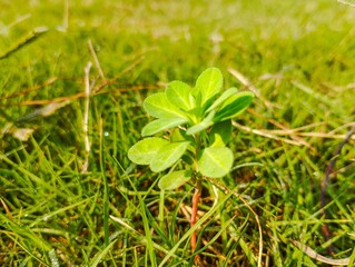 A close, low-angle shot centers on a tiny, clover-like seedling pushing up through a carpet of grass
