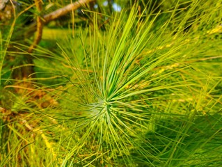 A close, green pinusinti mate study of a conifer’s needle cluster fills the frame