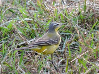 Closeup Western yellow wagtail sparrow bird