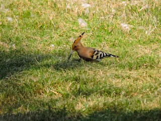 Hoopoes bird found food form grass © Bilal Ahmed