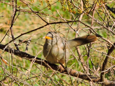 Closeup Jungle babbler bird, natural, bird sitting on the dry wood branch