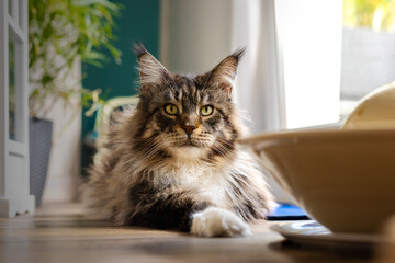 Kater mit Blick in die Kamera.