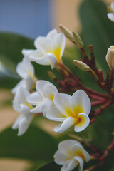 Obraz premium white and yellow flower