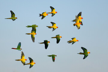 Colorful parrots flying in the sky. Free flying bird