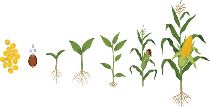 Maize growth stages vector illustration showing corn development from seed germination to mature plant with ears