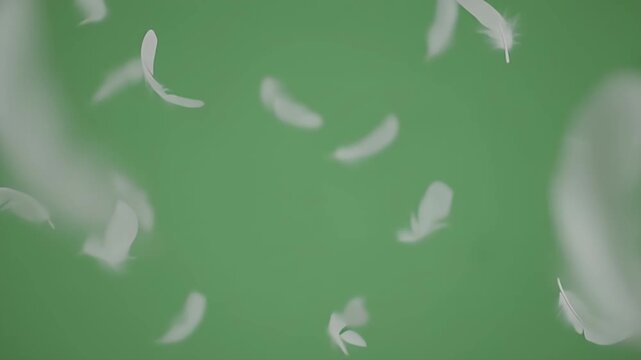 Delicate white feathers gracefully drifting against a soothing green background, perfect for creative projects, packaging, or advertising that require a touch of elegance.