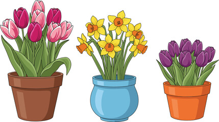 Flower Pots Vector Illustration Showing Tulips and Daffodils in Decorative Planters Spring Gardening Floral Home Decoration Concept