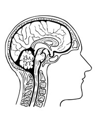 Medical Illustration of the Brain Structure for Education
