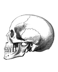 Medical Illustration of the Human Skeletal Structure for Education