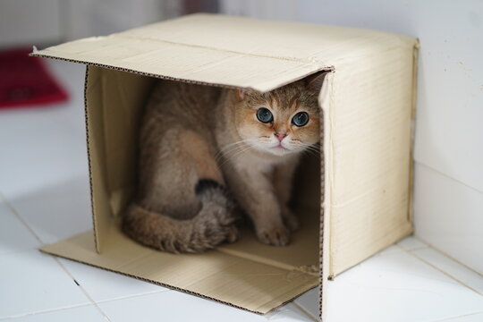 Playful Feline Curiously Hiding Inside a Cardboard Box with Bright Blue Eyes and Soft Fur in a Cozy Indoor Environment