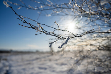 Winter landscape