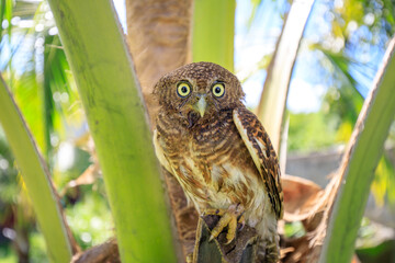 Owls are cute and harmless animals.