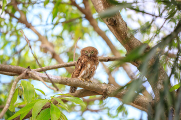 Owls are cute and harmless animals.