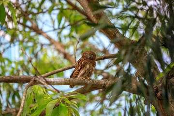 Fototapeta premium Owls are cute and harmless animals.