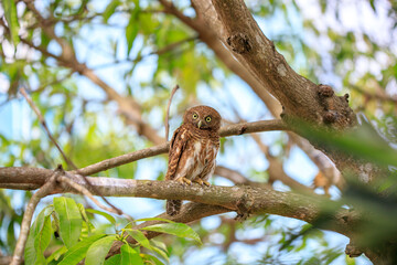 Owls are cute and harmless animals.