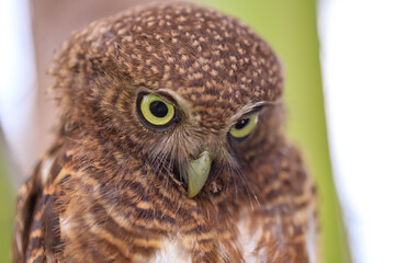 Owls are cute and harmless animals.