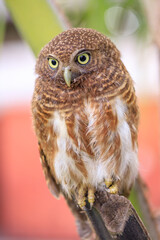 Owls are cute and harmless animals.