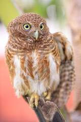 Owls are cute and harmless animals.