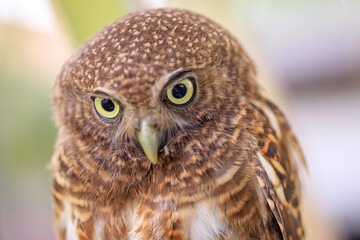 Owls are cute and harmless animals.