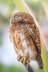 Owls are cute and harmless animals.