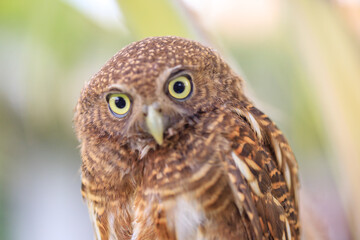Owls are cute and harmless animals.