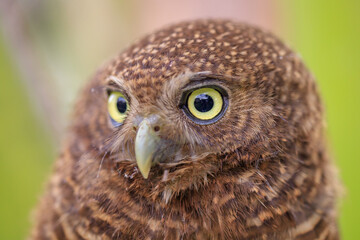 Owls are cute and harmless animals.