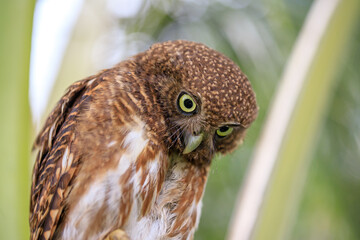 Owls are cute and harmless animals.