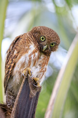 Owls are cute and harmless animals.