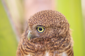 Owls are cute and harmless animals.