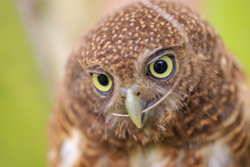 Owls are cute and harmless animals.