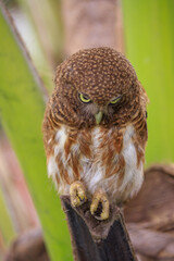 Owls are cute and harmless animals.