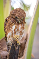 Owls are cute and harmless animals.